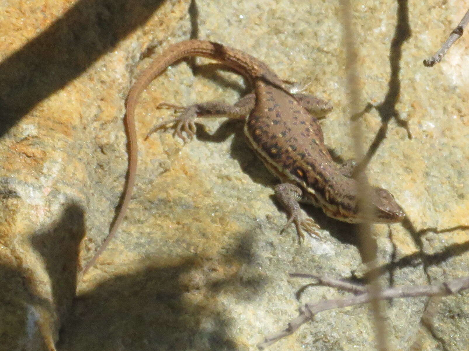 Слика од Pedioplanis lineoocellata pulchella (Gray 1845)