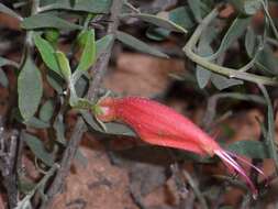 صورة Eremophila glabra subsp. murrayana