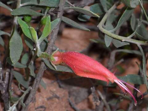 Image of Eremophila glabra subsp. murrayana