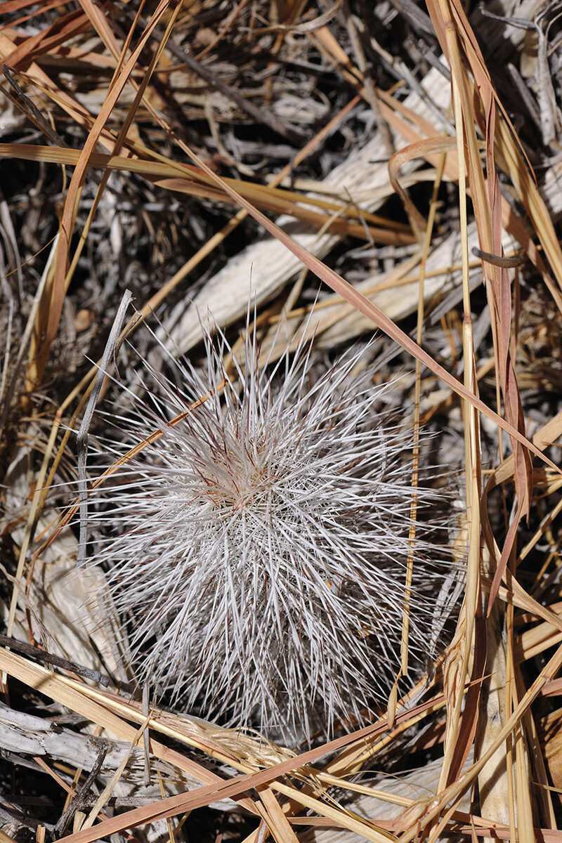 Image of Echinocereus canus