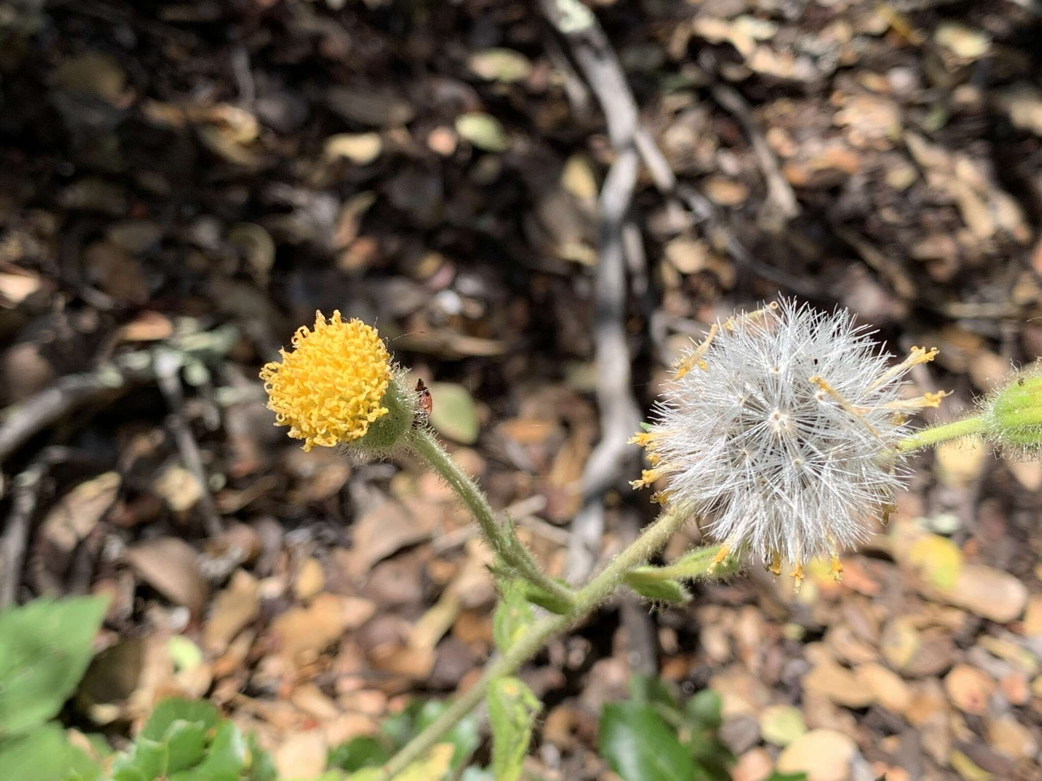 Image of rayless arnica