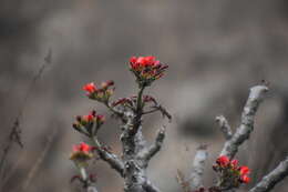 Image of Jatropha macrantha Müll. Arg.