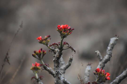 Image of Jatropha macrantha Müll. Arg.