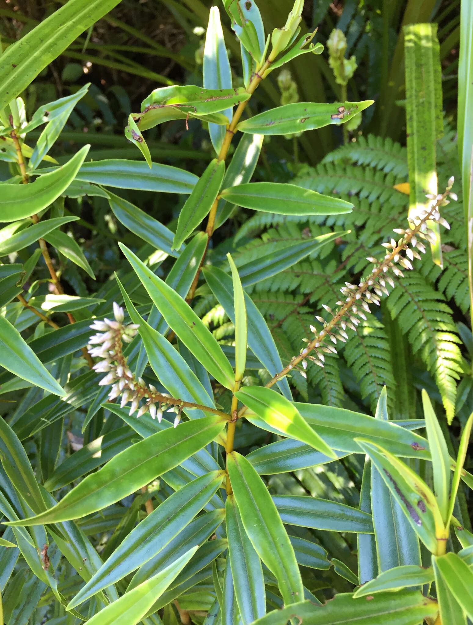 Image of Veronica stricta var. egmontiana (L. B. Moore) Garn.-Jones