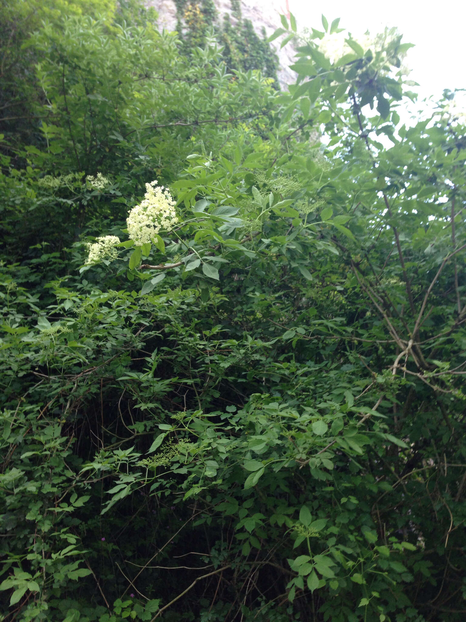 Image of Sambucus nigra f. nigra