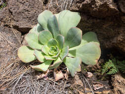 Image of Aeonium hierrense (Murr.) J. Pitard & L. Proust