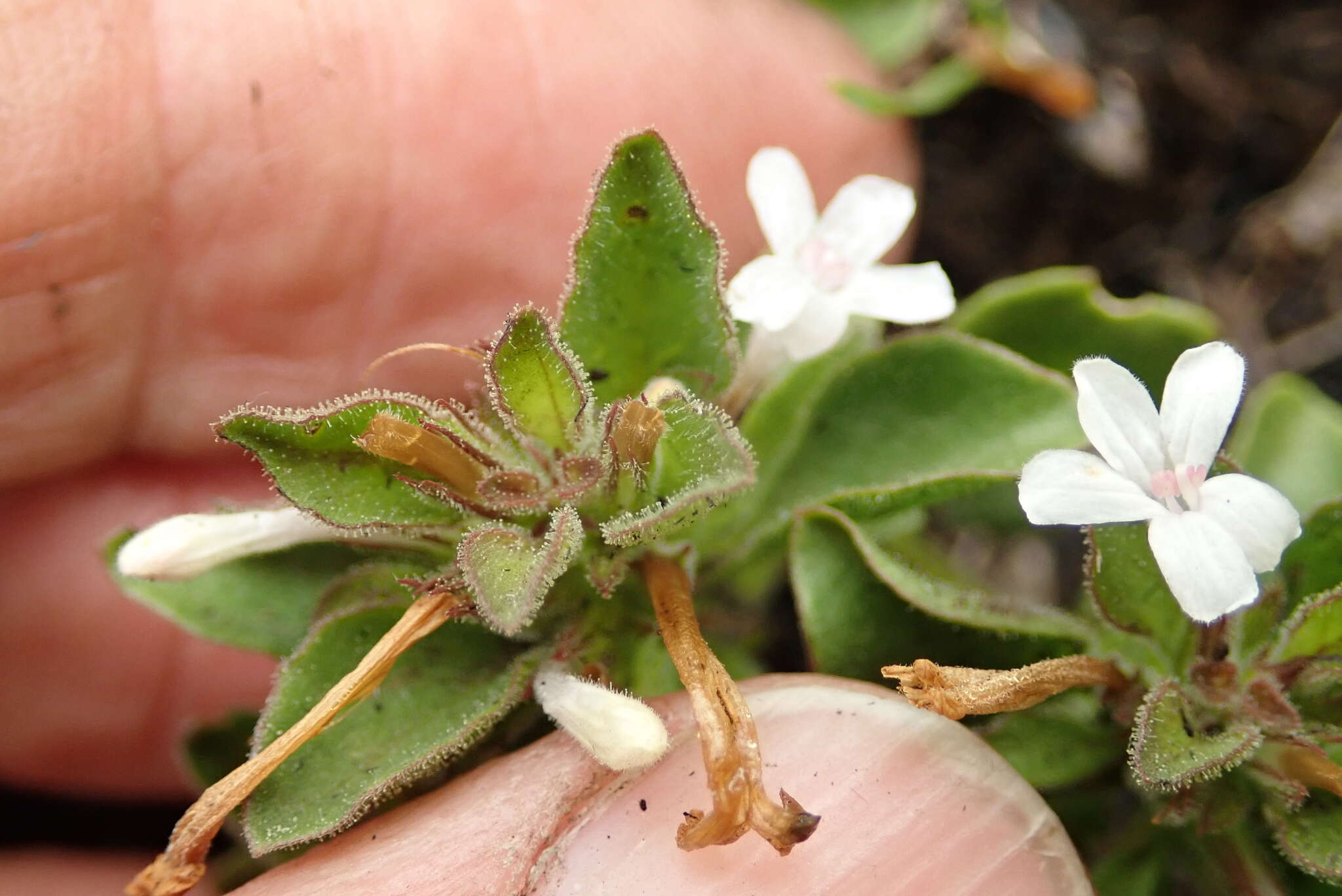 Image of Dyschoriste setigera (Pers.) J. C. Manning & Goldblatt