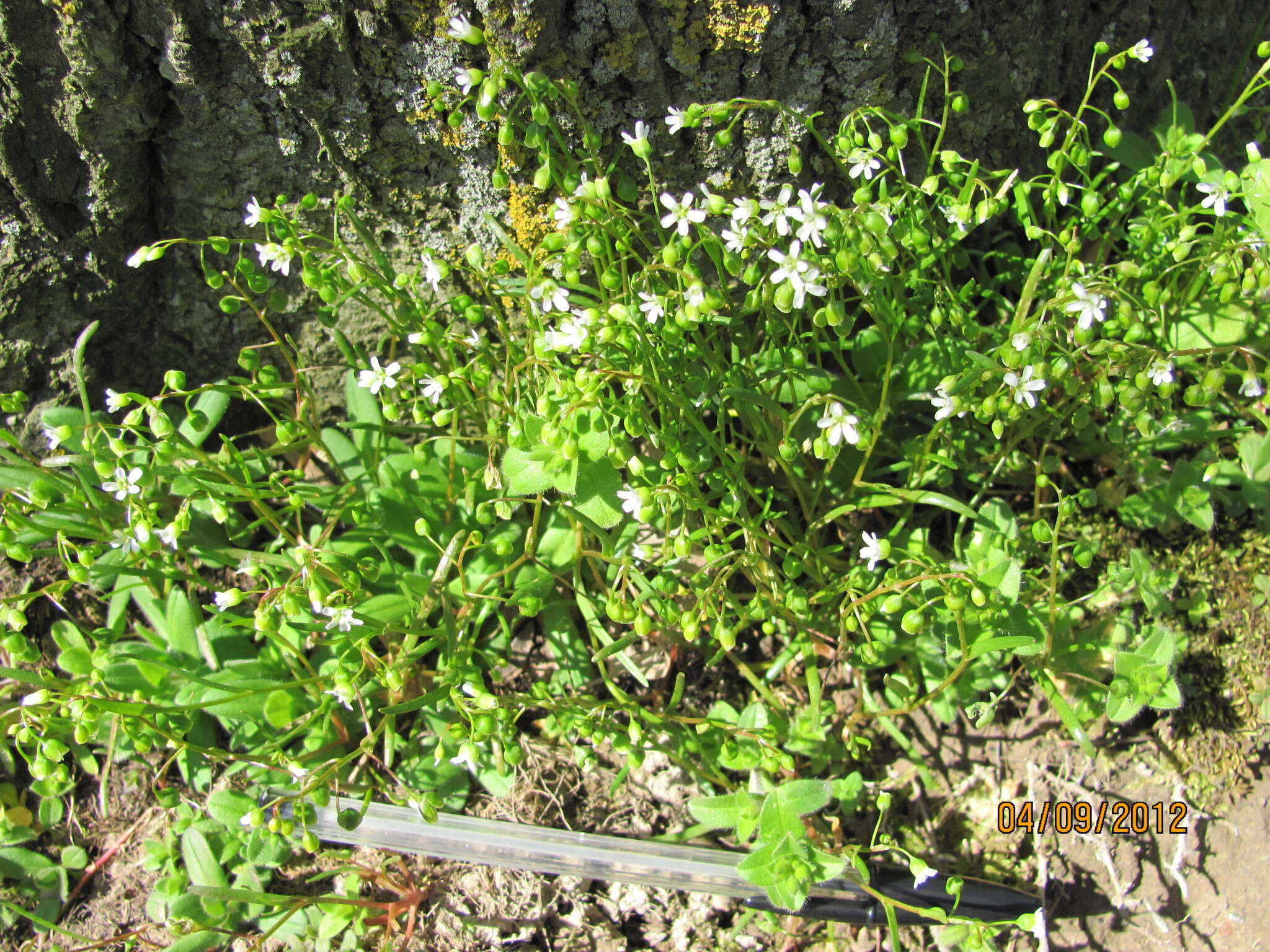 Image of narrowleaf minerslettuce