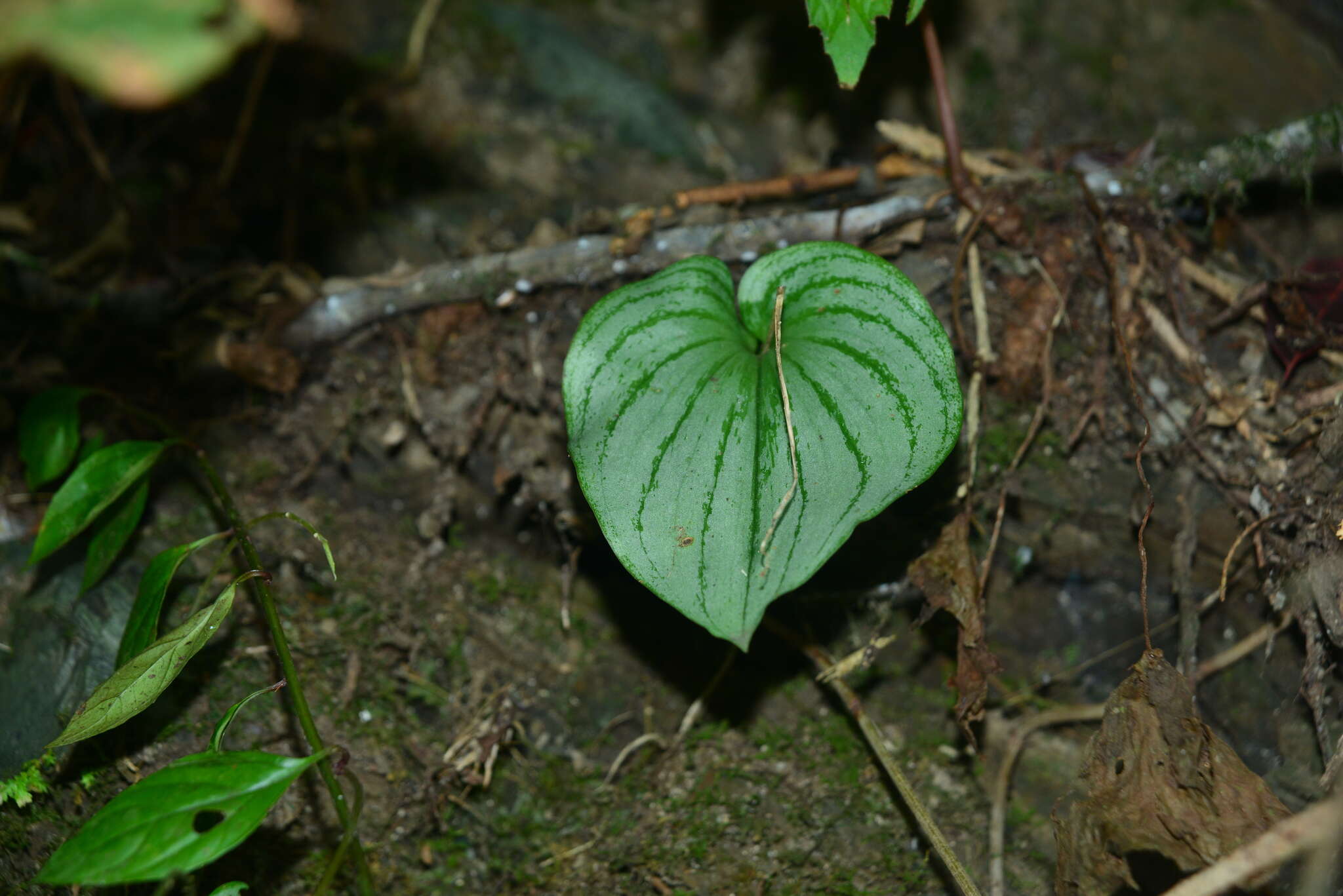 Imagem de Liparis cordifolia Hook. fil.