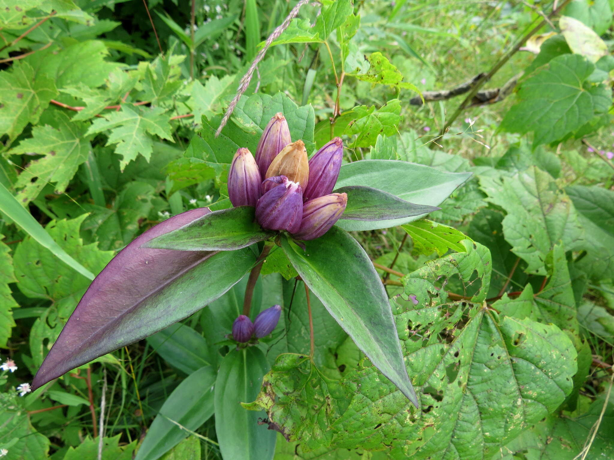 Image of closed bottle gentian