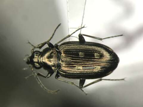 Image of Bembidion (Bracteon) punctatostriatum Say 1823