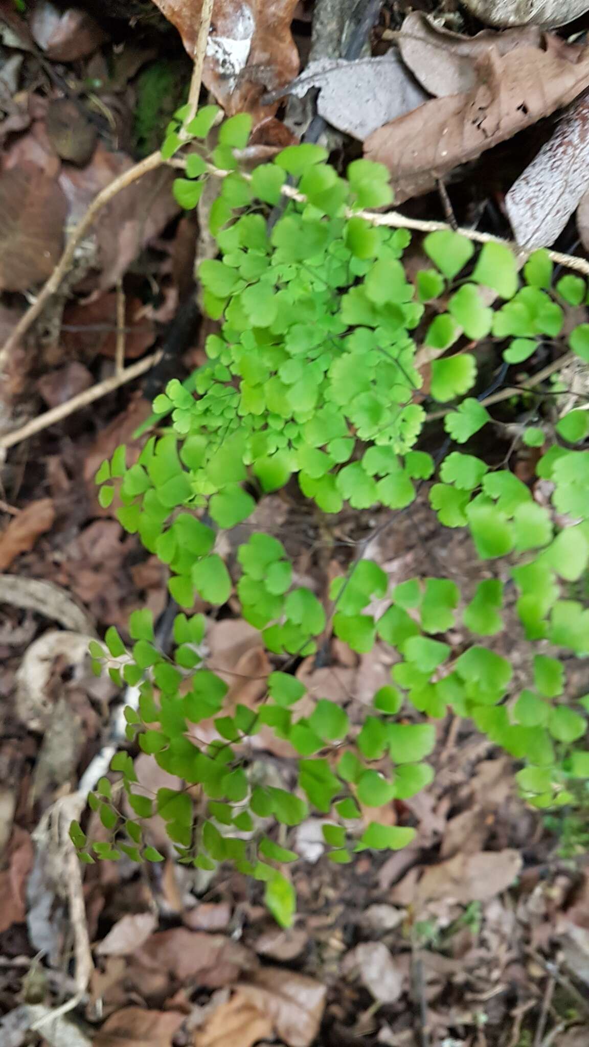 Image de Adiantum raddianum C. Presl