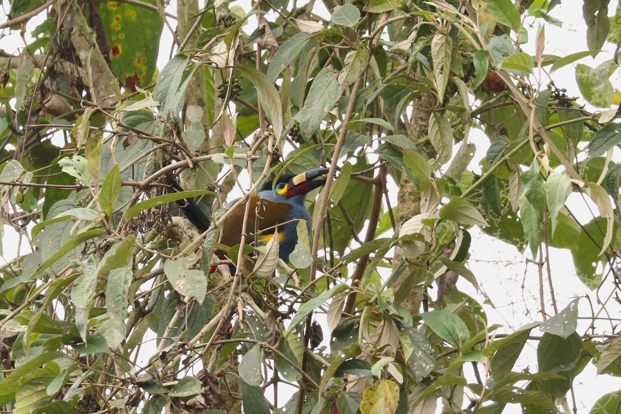 Image of Plate-billed Mountain Toucan