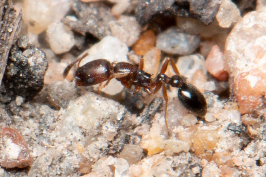 Image of Ant