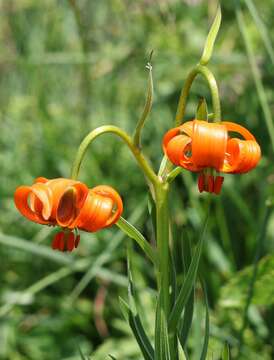 Image de Lilium carniolicum Bernh. ex W. D. J. Koch