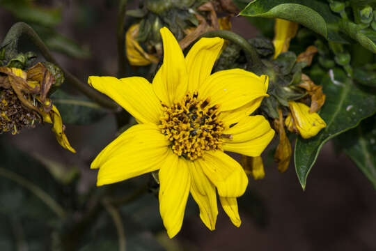 Image of Flourensia thurifera (Molina) DC.