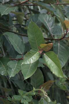 Imagem de Ficus neriifolia Smith