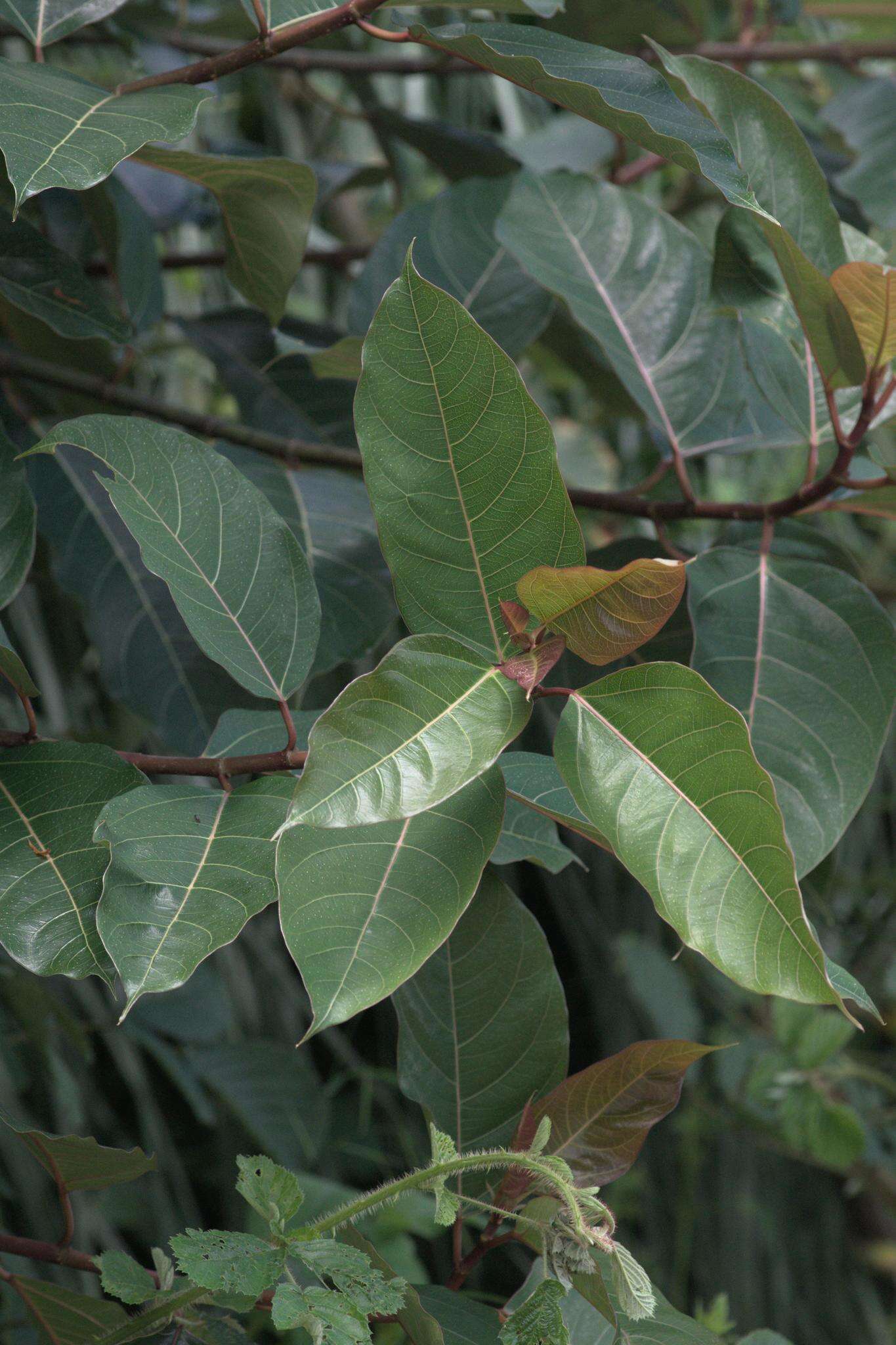 Image of Ficus neriifolia Smith