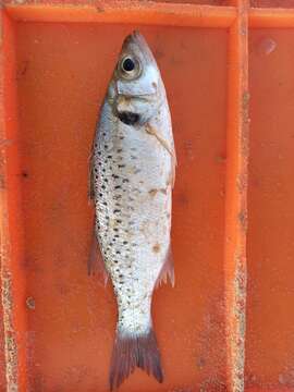 Image of Black-spotted Bass