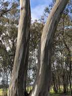 Image of Eucalyptus leucoxylon subsp. pruinosa (F. Müll. ex Miq.) D. J. Boland