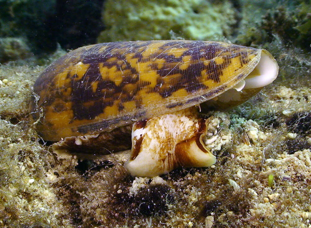 Image of Striated cone snail