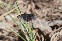 Image of Afranius Duskywing