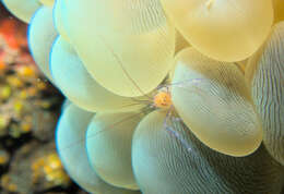 Image of Bubble coral shrimp