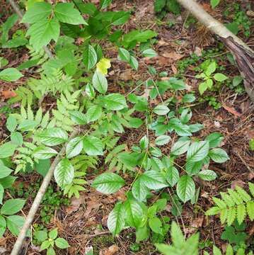 Image of sour cherry