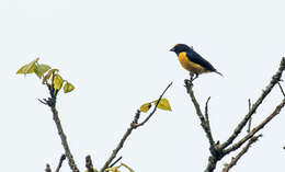 Image of Euphonia xanthogaster oressinoma Olson 1981