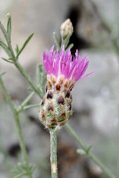 Image of <i>Centaurea comperana</i>