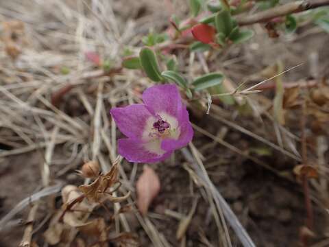 Plancia ëd Clarkia prostrata H. & M. Lewis