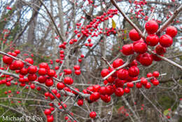 Ilex decidua Walt. resmi