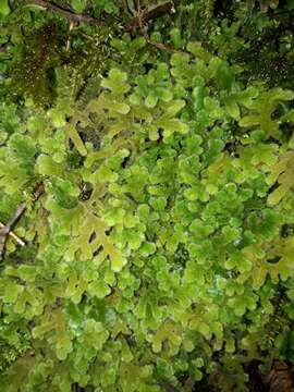 Image of Leiomitra lanata (Hook.) R. M. Schust.