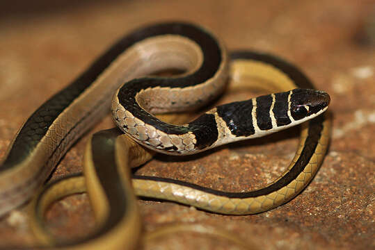 Image of Dwarf sand snake