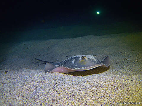 Image of Common Stingray