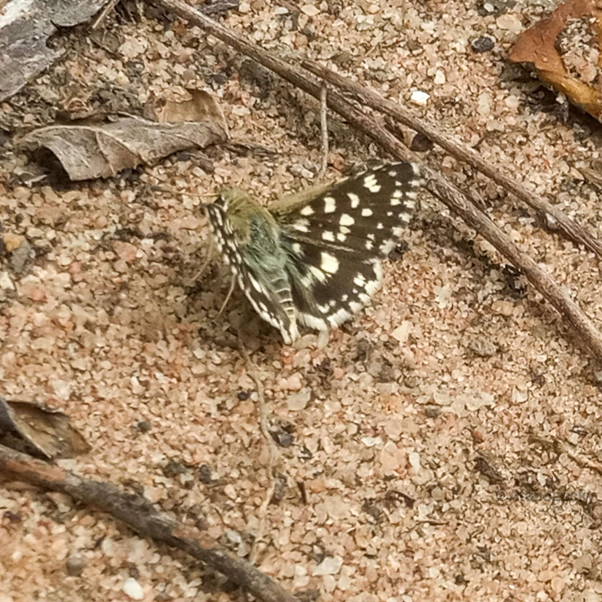 Image of Spialia diomus Hopffer 1855