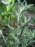 Image of Low cudweed