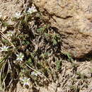 Image of Nuttall's sandwort