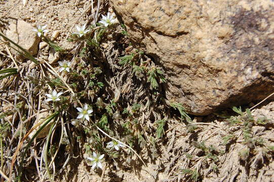 Image of Nuttall's sandwort