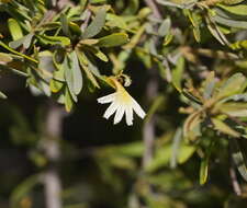 Imagem de Scaevola spinescens R. Br.