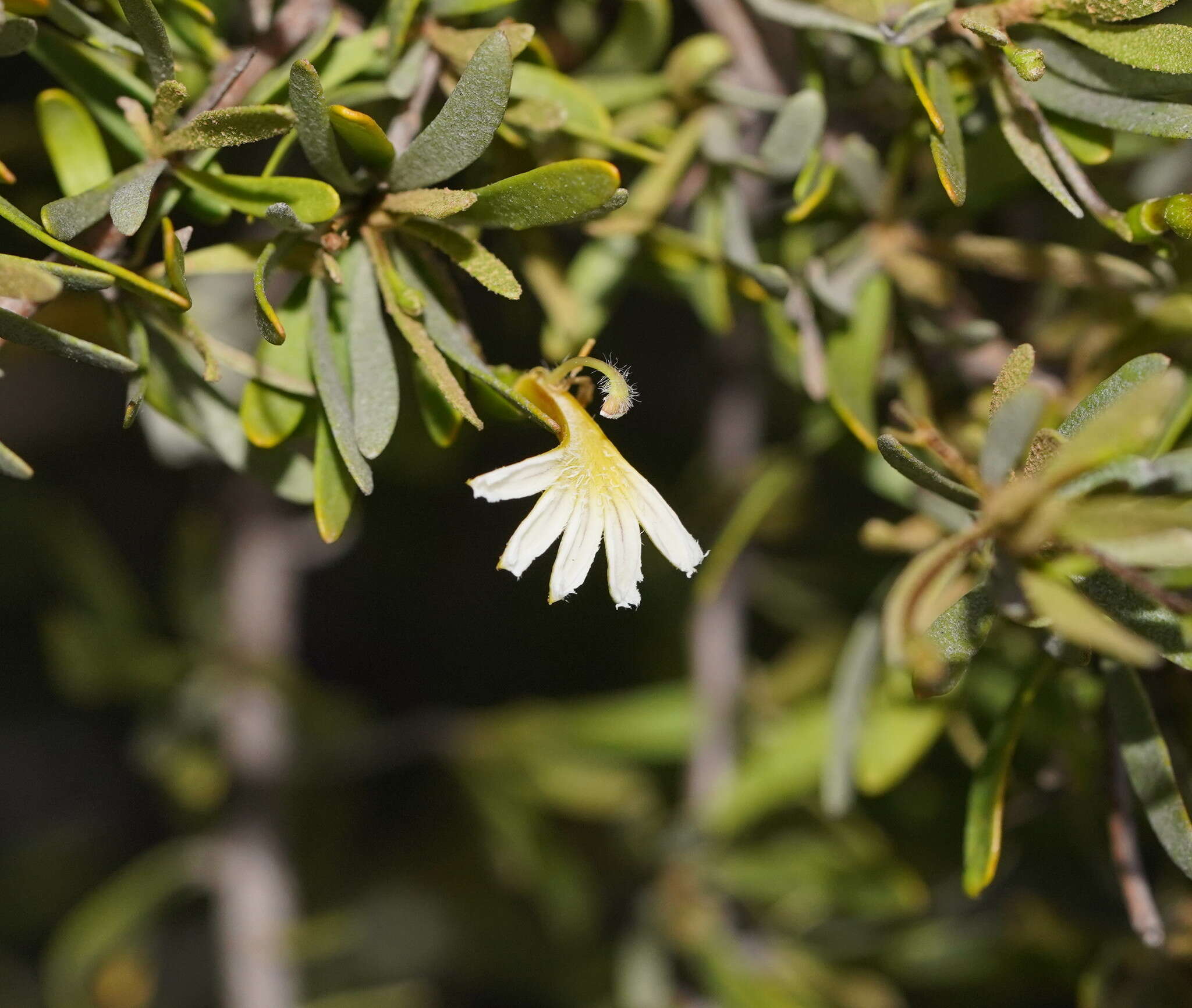 Imagem de Scaevola spinescens R. Br.