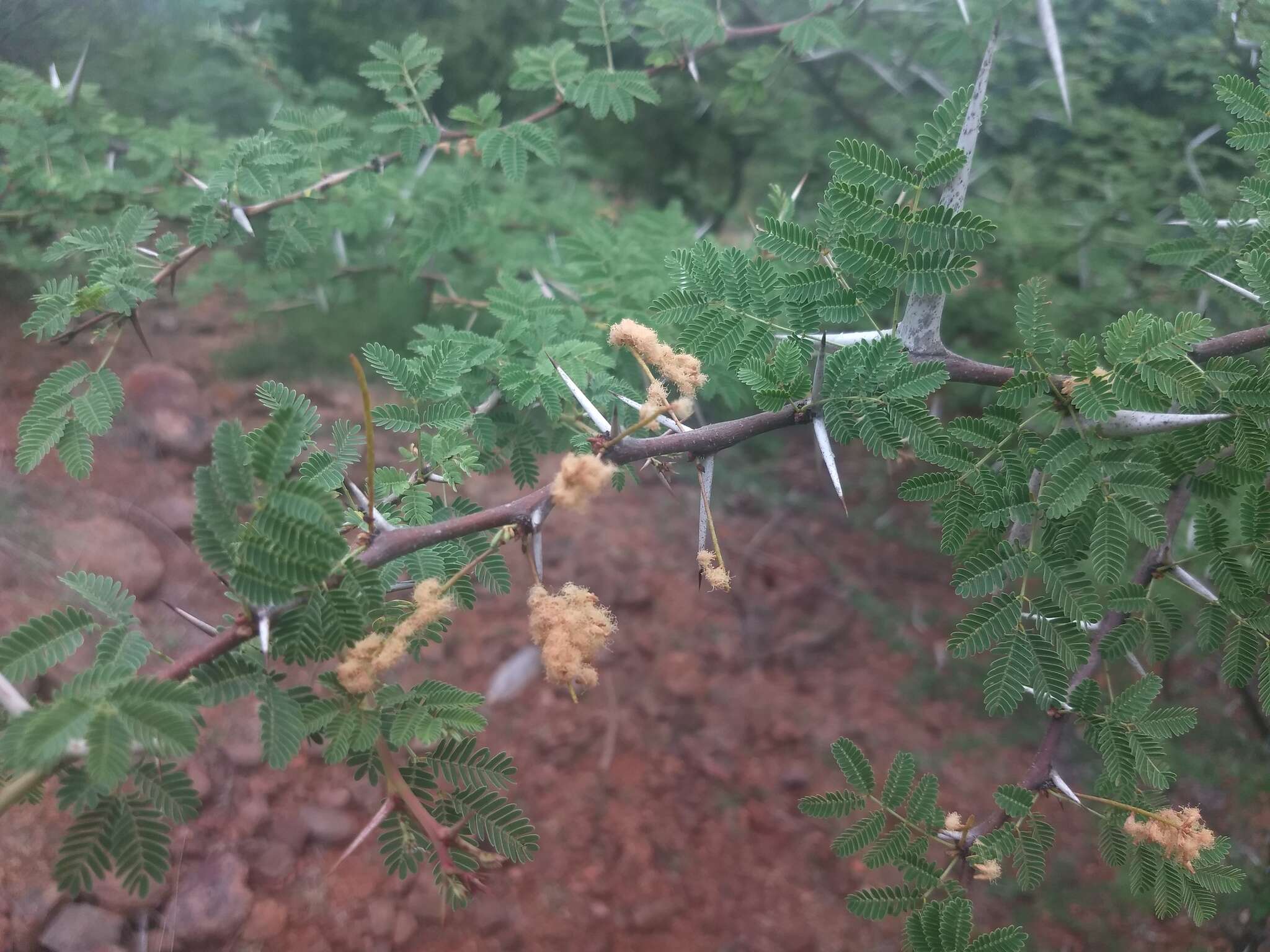 Image of Vachellia horrida (L. fil.) Kyal. & Boatwr.