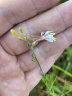 Oenothera filipes (Spach) W. L. Wagner & Hoch resmi