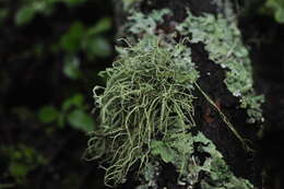 Image of perplexed beard lichen