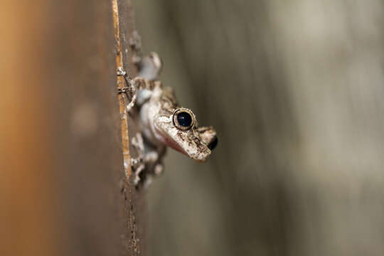 Image of Rio Verde Snouted Treefrog