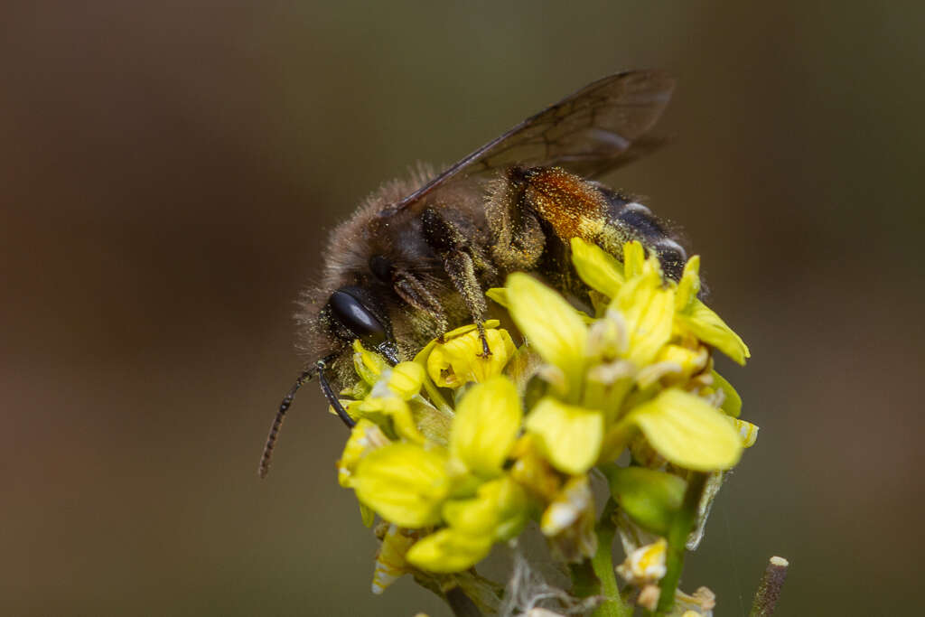 Andrena vulcana Dours 1873 resmi