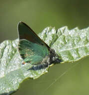 Image of Lotus Hairstreak