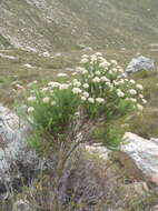 Image of Pointy Blombush