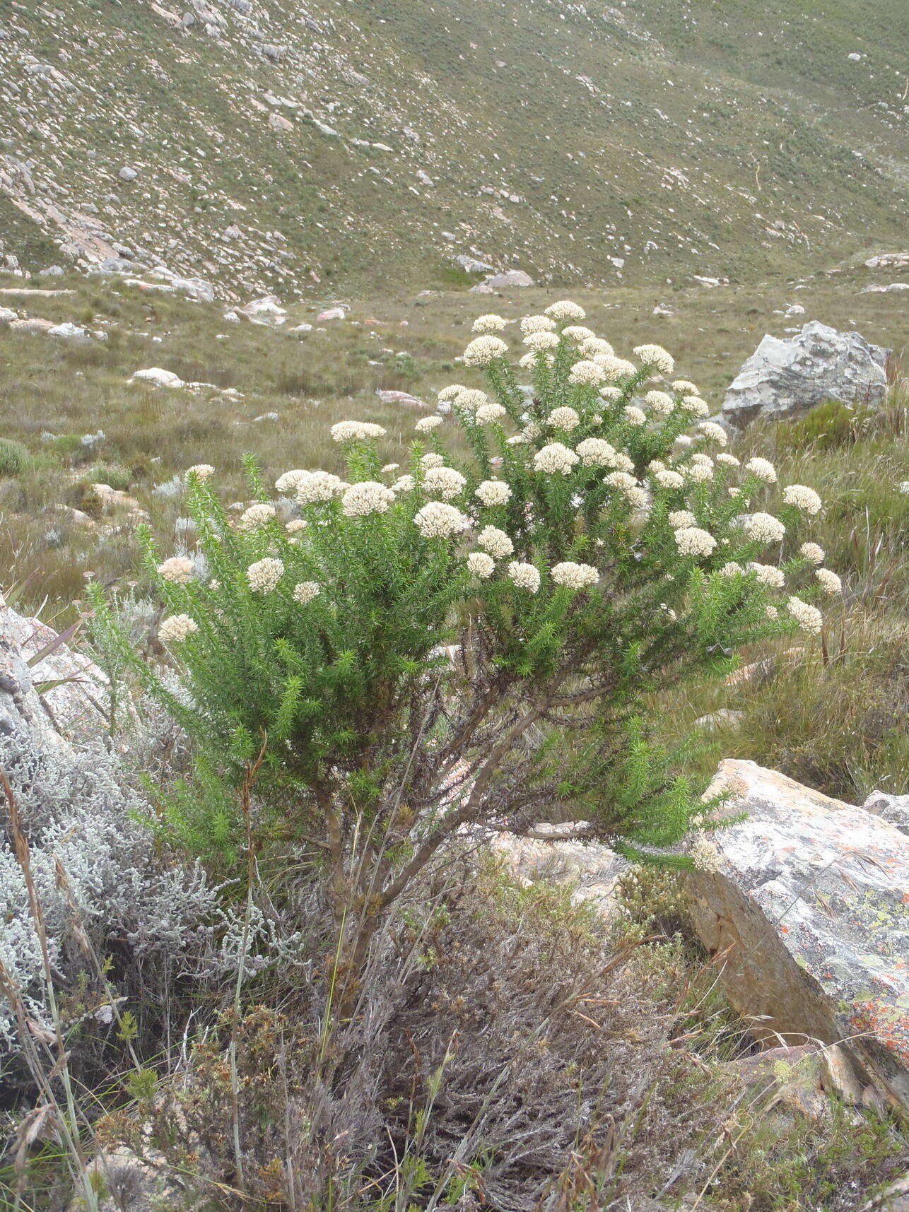 Image of Pointy Blombush