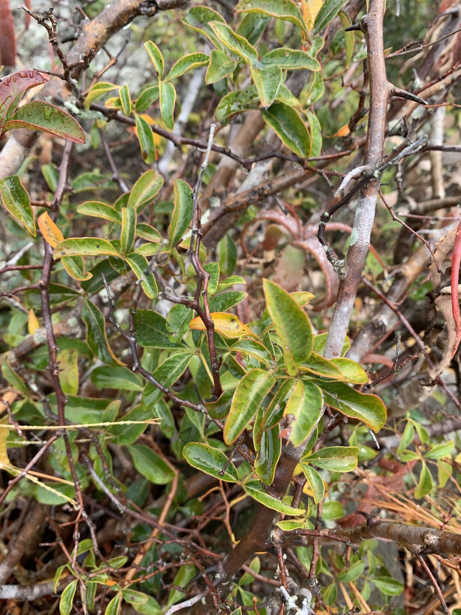 Image of Searsia acocksii (Moffett) Moffett